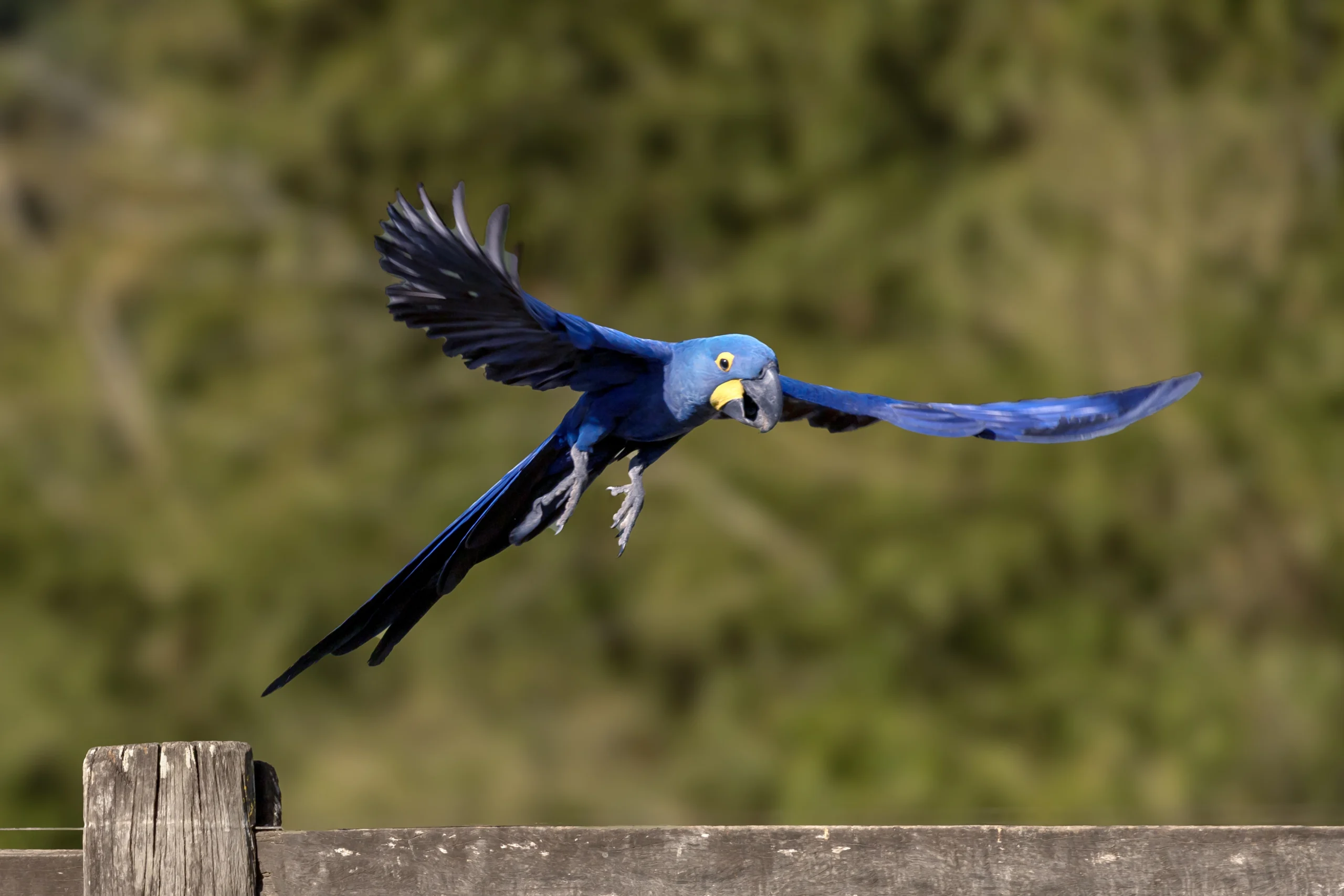 Projeto Conservação Arara Azul